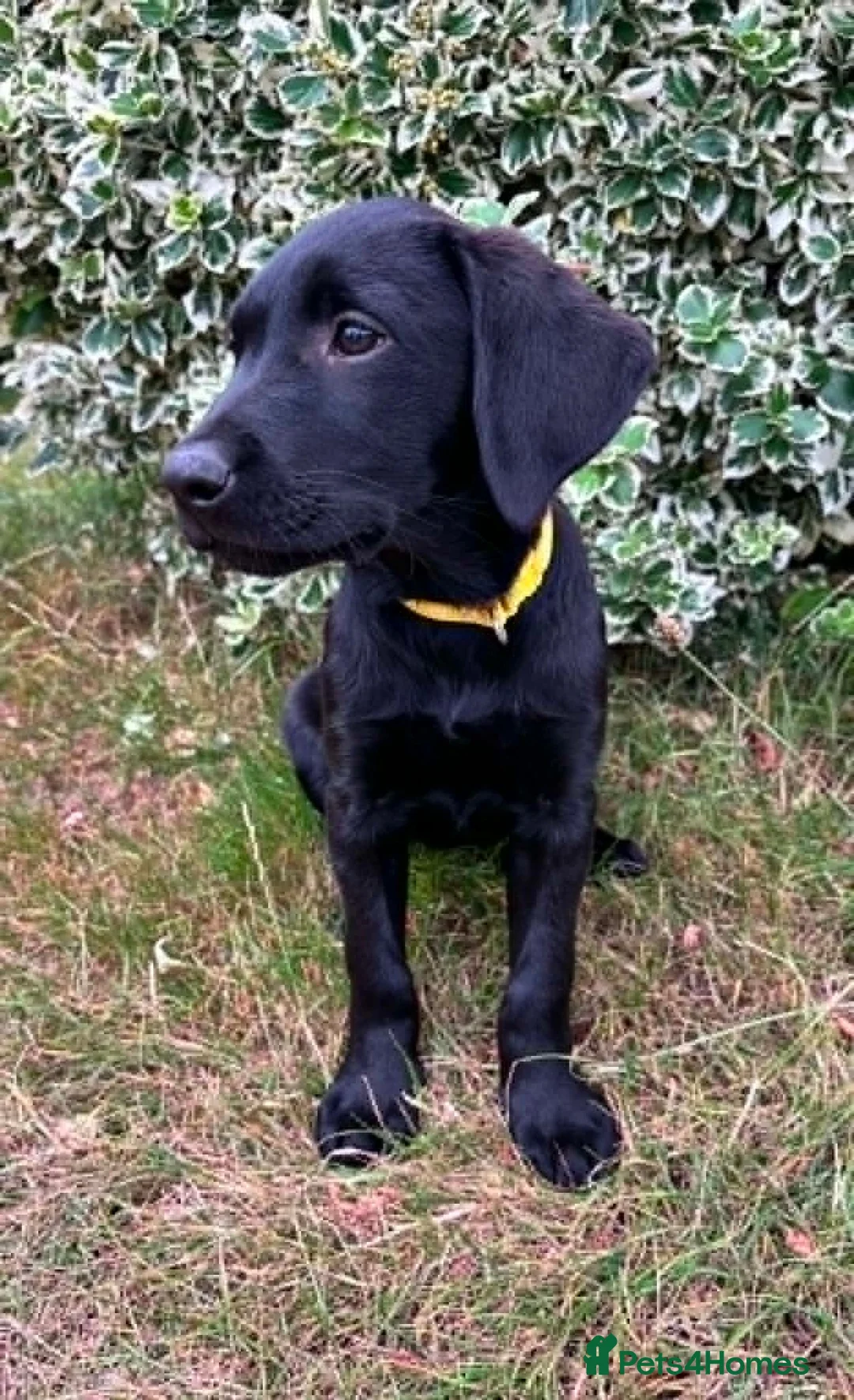 Labrador Retriever dogs for sale: Labradors - Puppies Ready for Their Forever Homes! - Advert 1