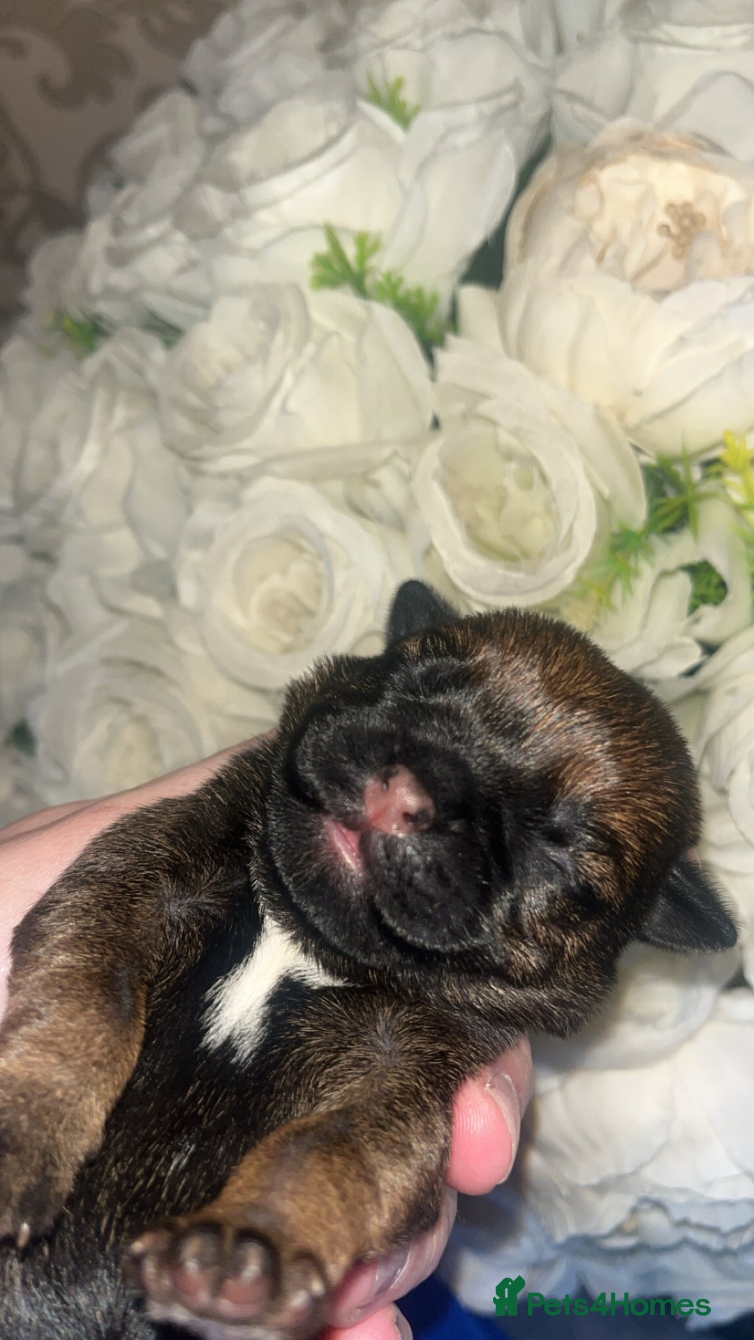 Border Terrier dogs for sale: Border Terrier Pup Family Man’s Best Friend - Advert 8