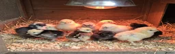 Chickens poultry for sale:  silkie chick's, polish chick's Available  - Advert 4