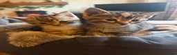 Mixed Breed cats for sale: Gorgeous kittens  - Advert 7