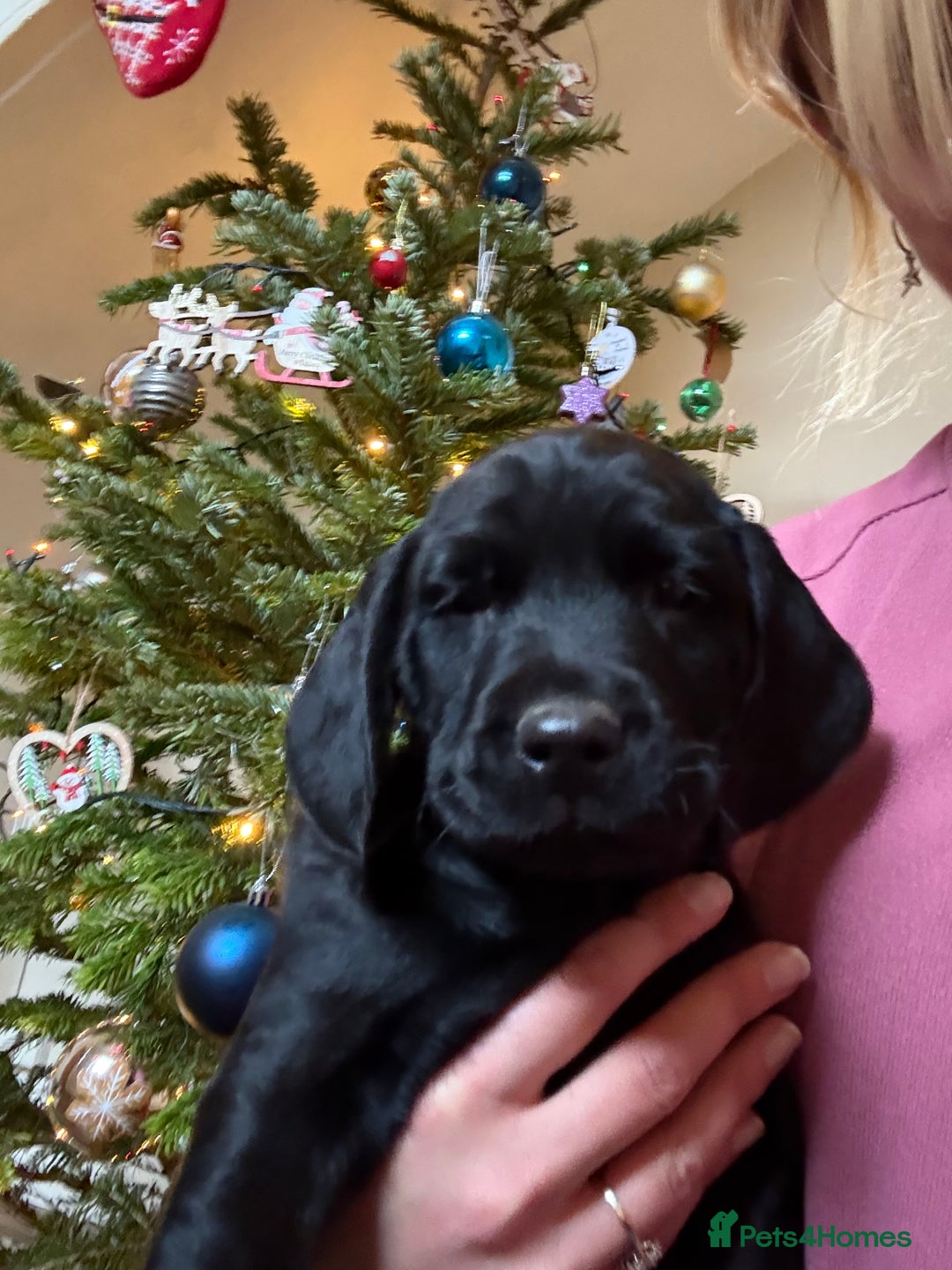 Springador dogs for sale: Beautiful black Working springadors  - Advert 4