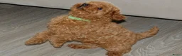 Toy Poodle dogs for sale: Champion blood Beautiful solid red KC toy poodle - Advert 14