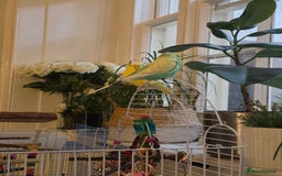 Budgerigars birds for sale: 2 Budgies green and yellow with cage for £45 - Image 4