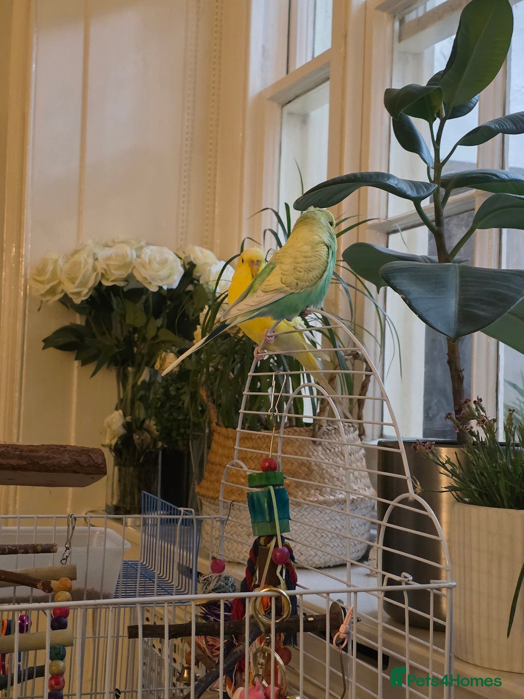 Budgerigars birds for sale: 2 Budgies green and yellow with cage for £45 - Image 4