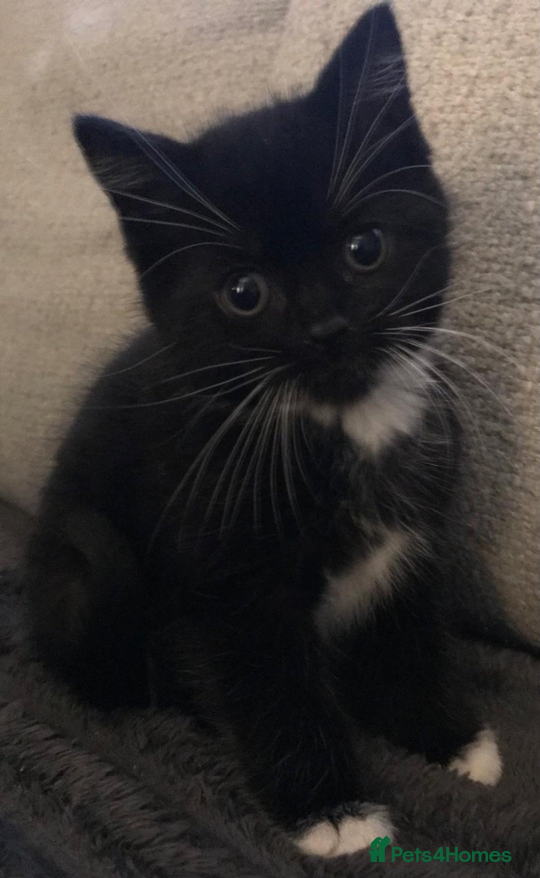 Mixed Breed cats for sale: Male black and white kitten  - Advert 2