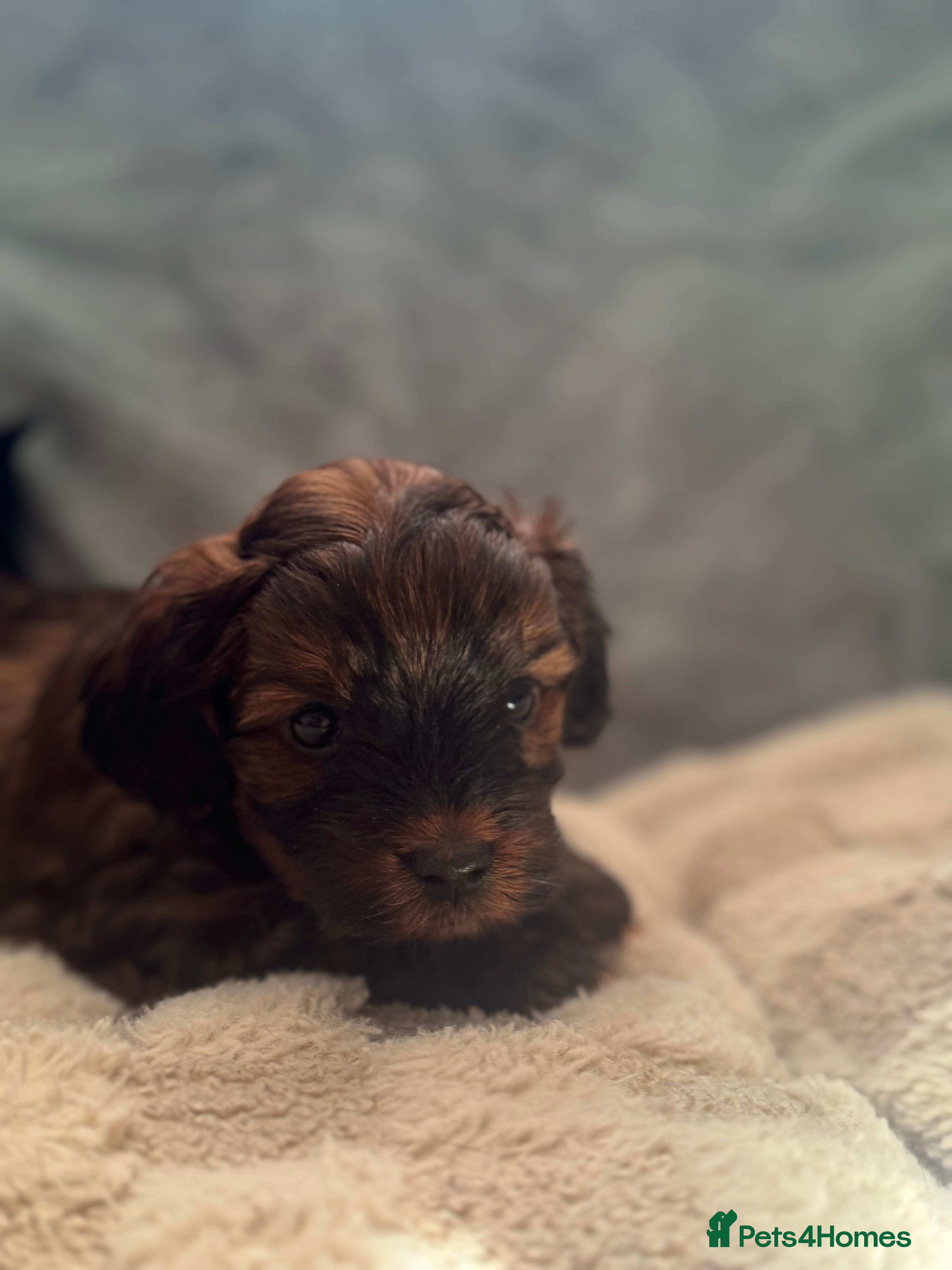 Yorkiepoo dogs DNA Health tested Yorkipoo puppies  - Advert 11