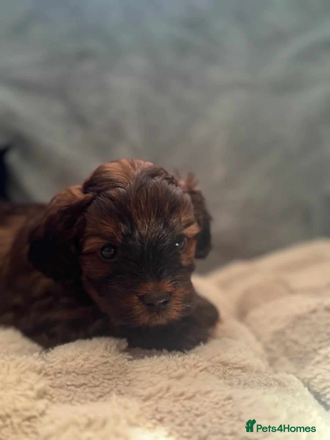 Yorkiepoo dogs for sale: DNA Health tested Yorkipoo puppies  - Advert 1