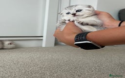 British Shorthair cats for sale: British Shorthair & Scottish Fold Kittens for Sale - Image 2
