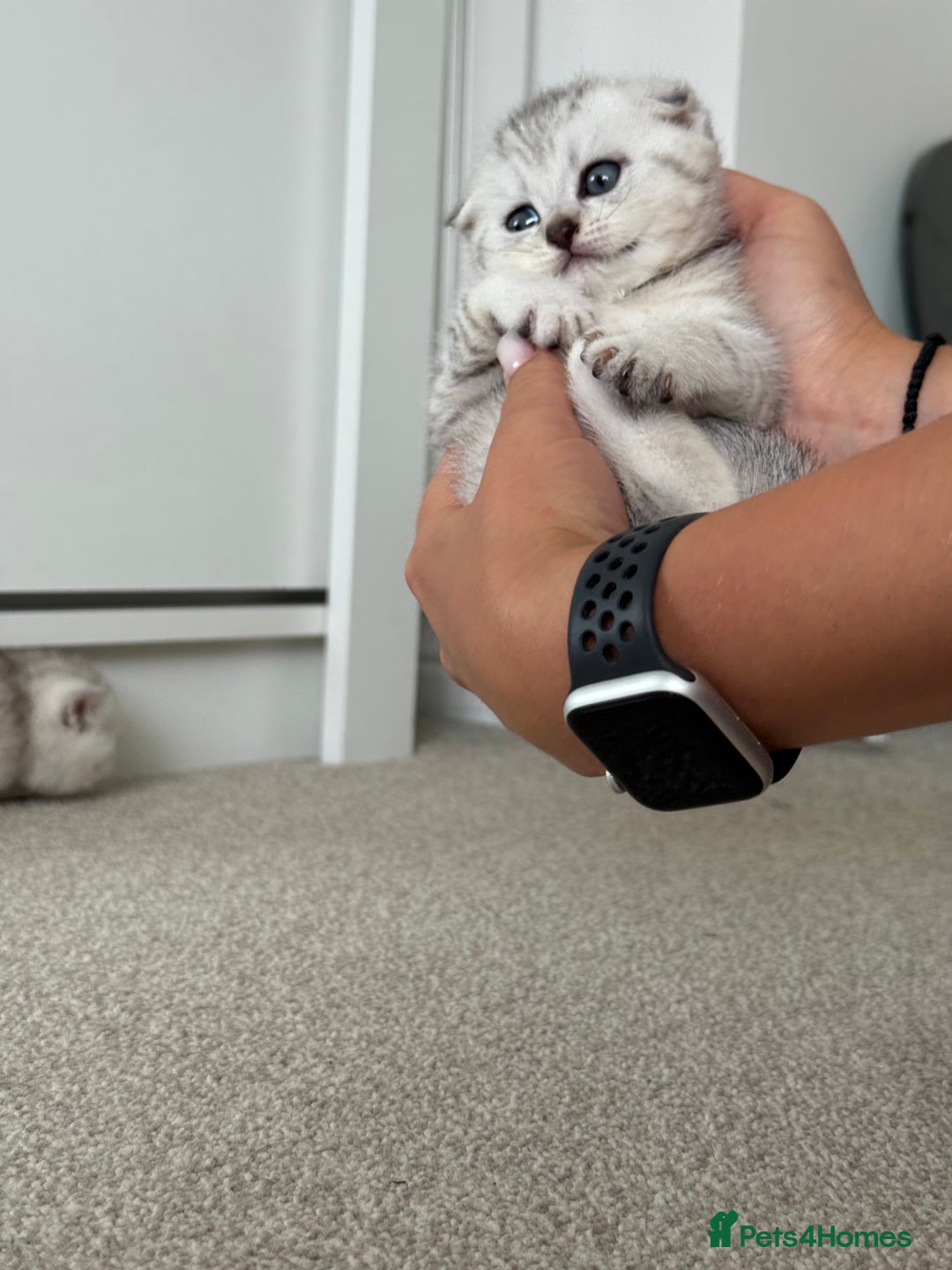 British Shorthair cats for sale: British Shorthair & Scottish Fold Kittens for Sale - Image 2