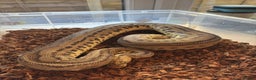 Python Snake reptiles for sale: 11x royal pythons  - Advert 1