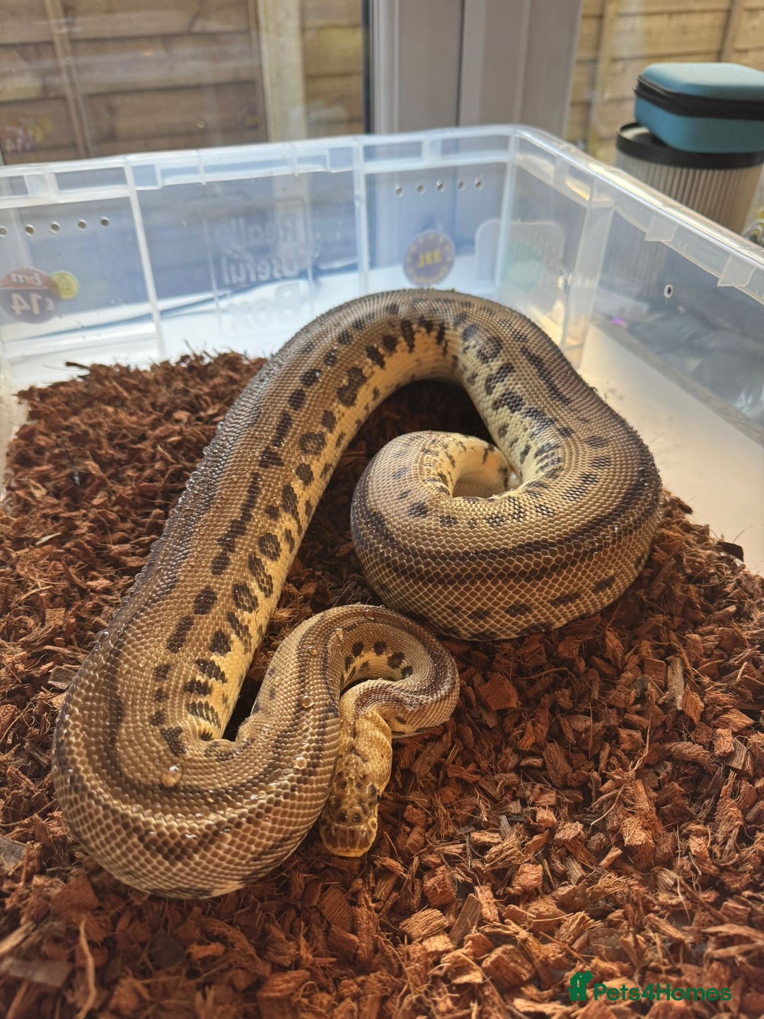 Python Snake reptiles for sale: 11x royal pythons  - Advert 1