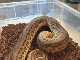 Python Snake reptiles 11x royal pythons - Advert 1