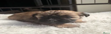 Lhasa Apso Puppy 2