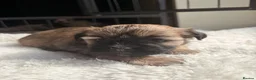 Lhasa Apso dogs for sale: Full pedigree Lhasa Apso puppies.  - Advert 3