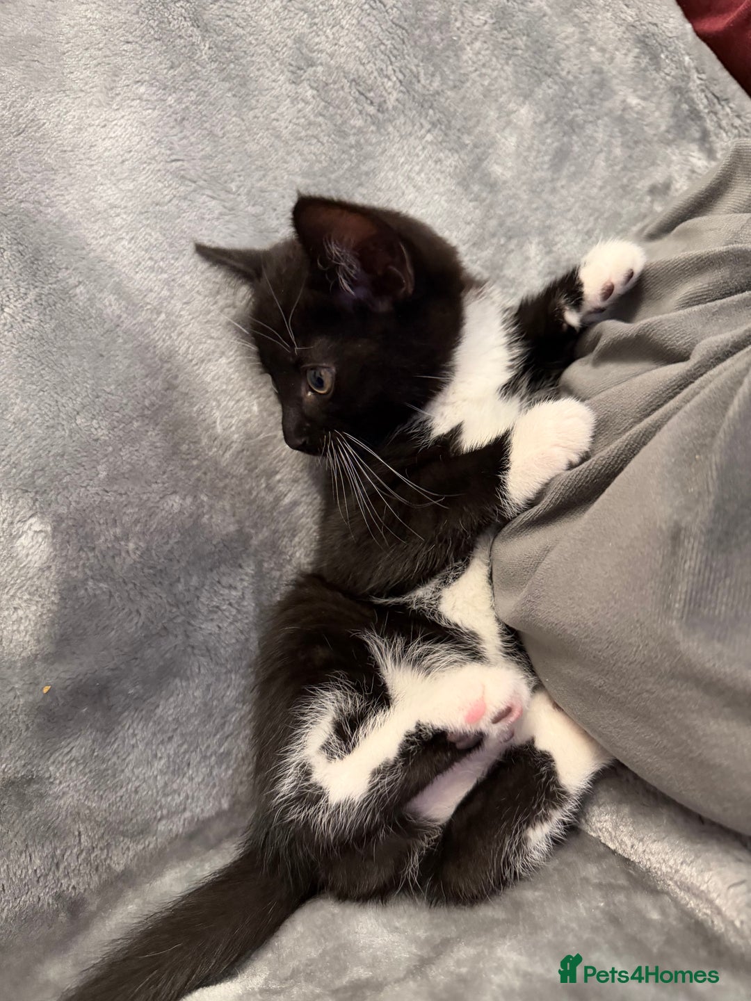 Mixed Breed cats for sale: 5 kittens for sale - Advert 10