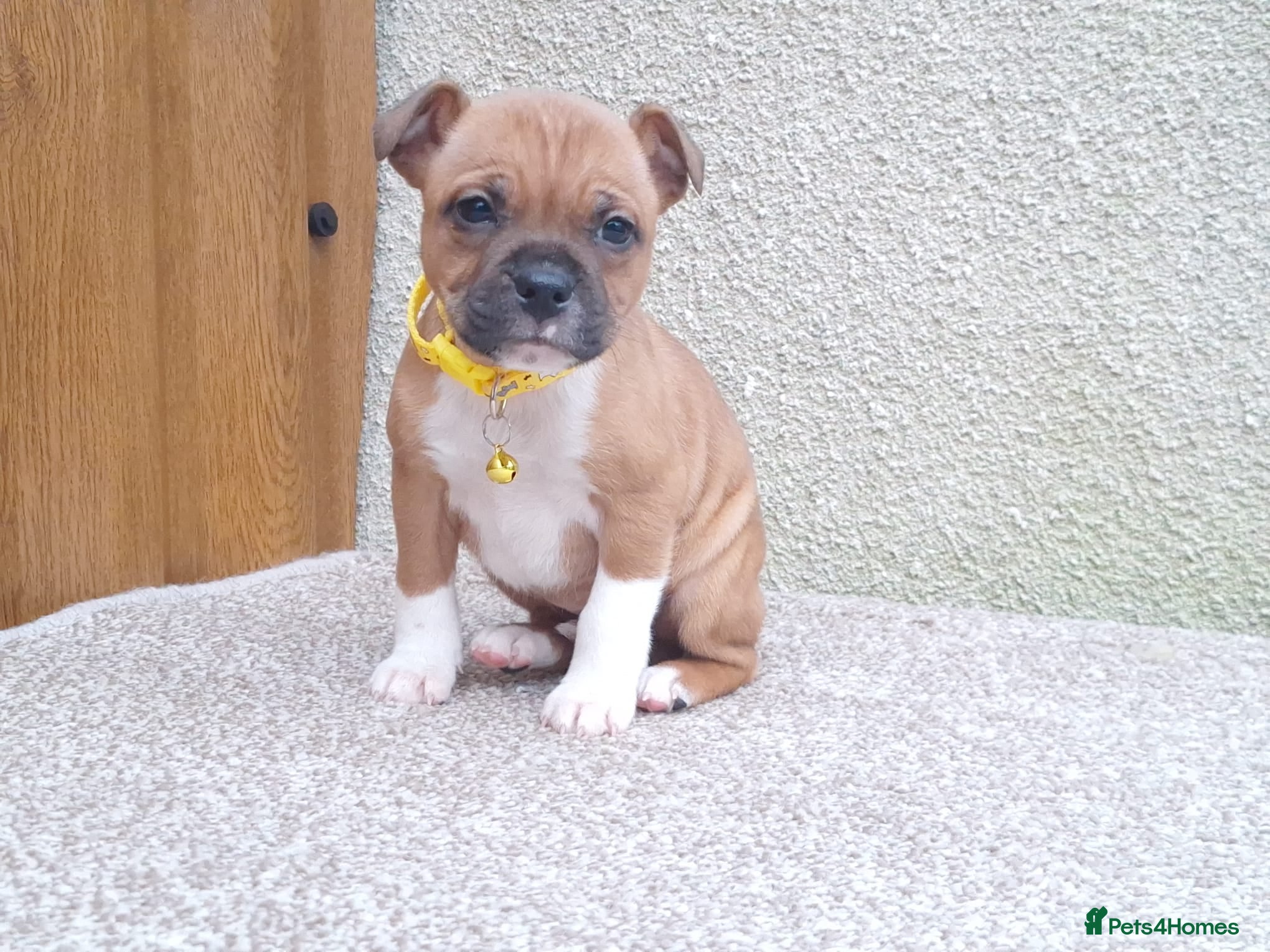 Staffordshire Bull Terrier dogs RED & WHITE SHORT & STOCKY TYPE PUPS AVAILABLE  - Advert 3