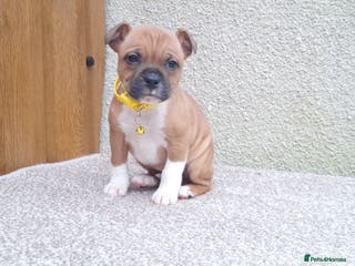 Staffordshire Bull Terrier dogs RED & WHITE SHORT & STOCKY TYPE PUPS AVAILABLE - Advert 3
