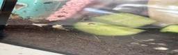 Snails invertebrates for sale: Albino giant African land snails  in Walsall - Advert 1