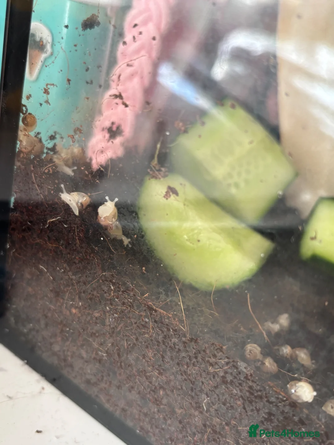 Snails invertebrates for sale: Albino giant African land snails  in Walsall - Advert 1