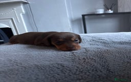 Dachshund dogs for sale: Dachshund  - Advert 3