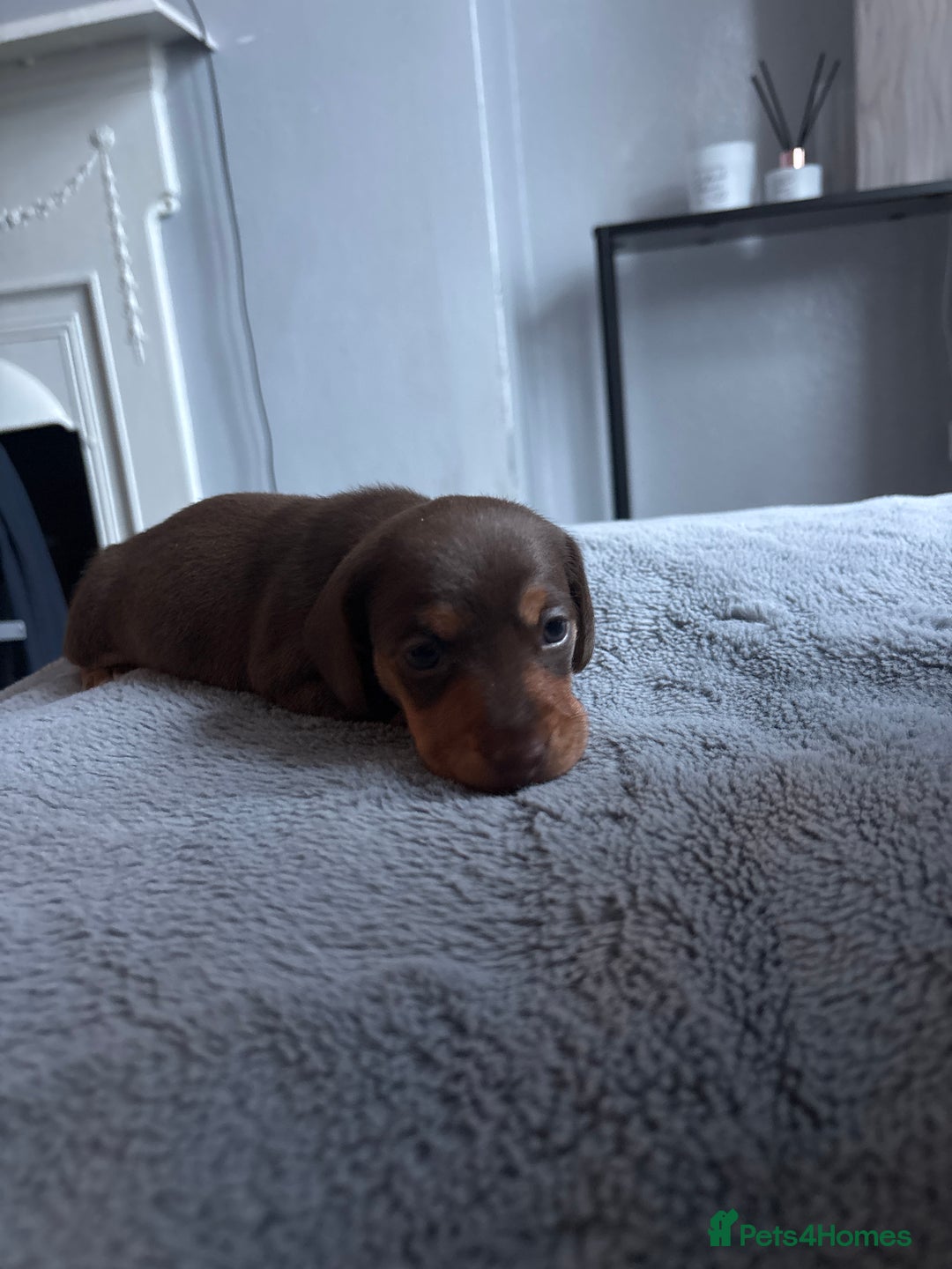 Dachshund dogs for sale: Dachshund  - Advert 3