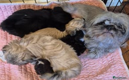 Shih Tzu dogs for sale: Gorgeous Small Imperial Shih tzu puppies READY - Image 33