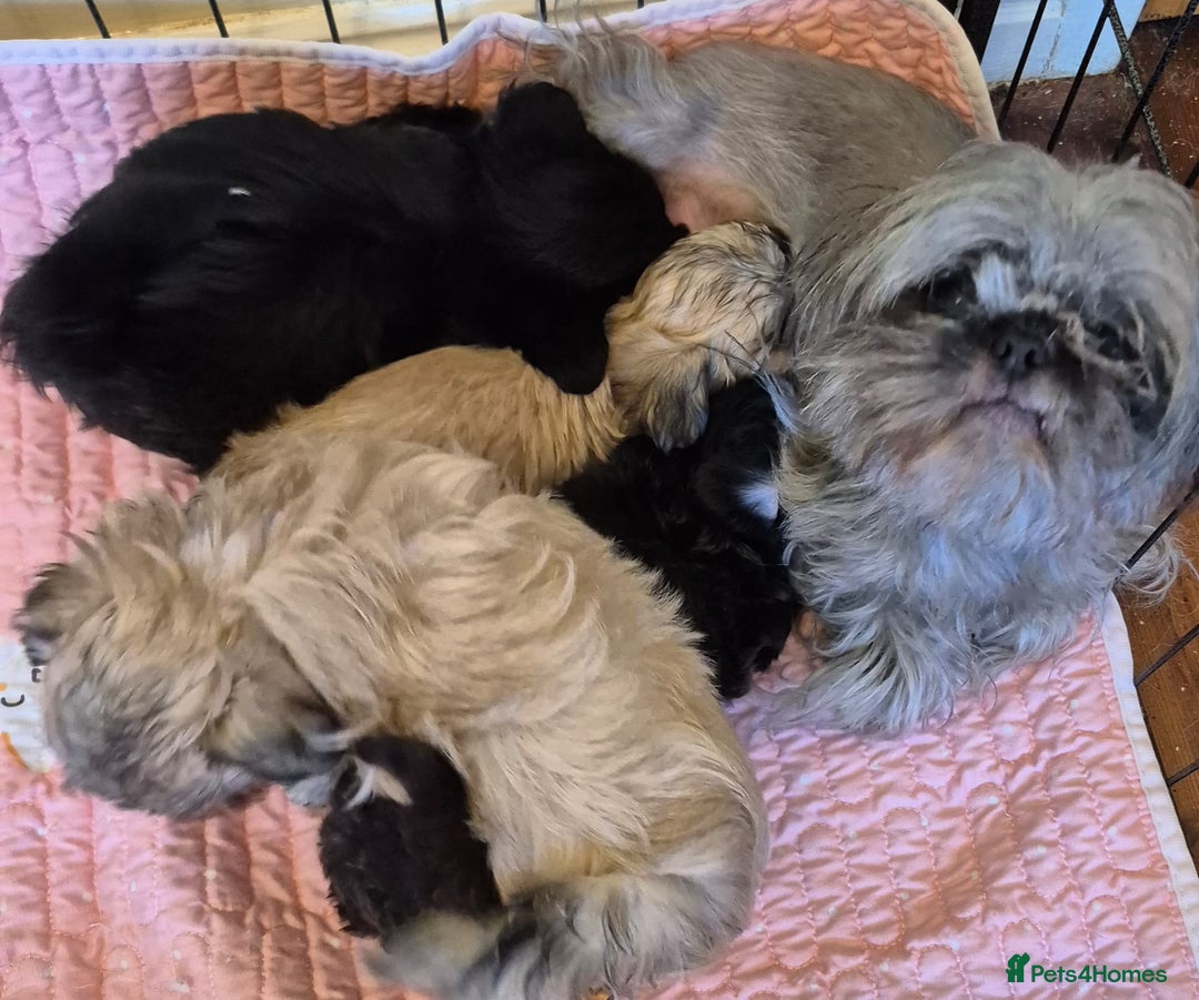 Shih Tzu dogs for sale: Gorgeous Small Imperial Shih tzu puppies READY - Image 33