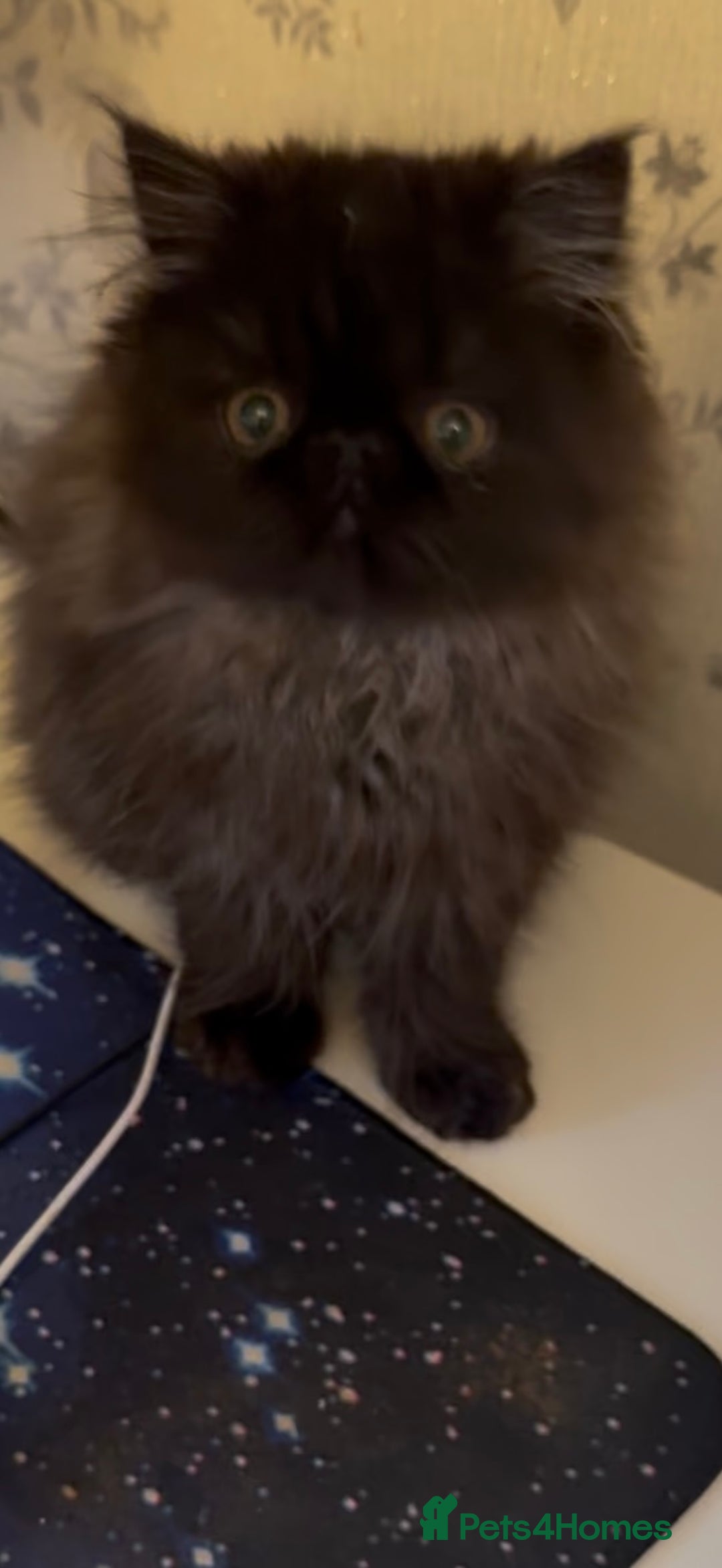 Persian cats for sale: 1 girl left REDUCED GCCF  PERSIANS  - Advert 18