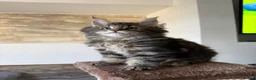 Maine Coon cats for sale: XL Russian Cubs 💙 - Advert 31