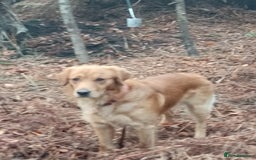 Golden Retriever dogs for stud: Golden Retriver Red/Dark Stud Dog - Image 9