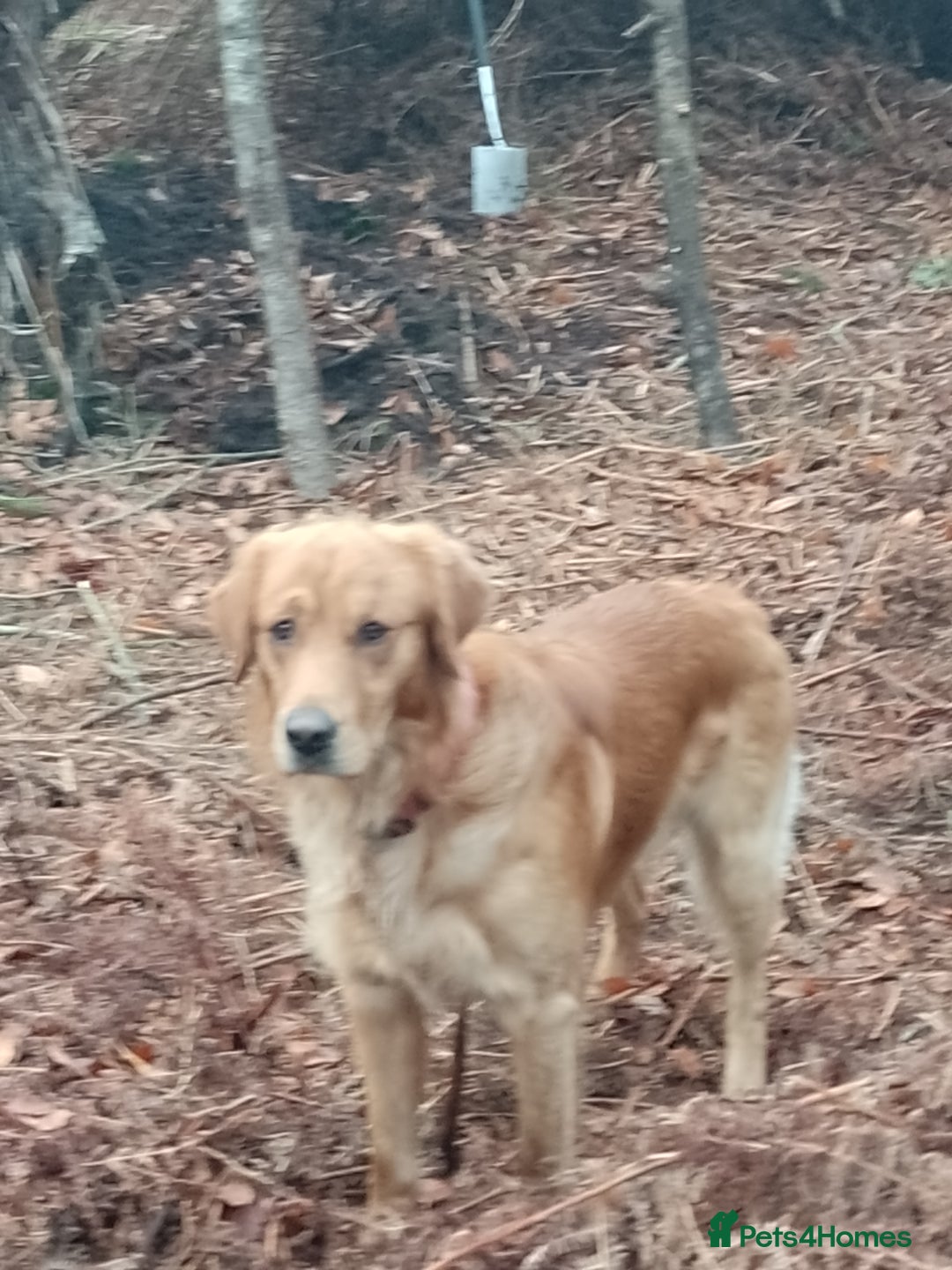 Golden Retriever dogs for stud: Golden Retriver Red/Dark Stud Dog - Image 9