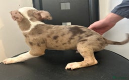 Mixed Breed dogs for sale: Mastiff x Shar pei puppies  - Image 15