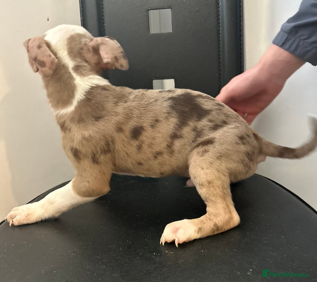 Mixed Breed dogs for sale: Mastiff x Shar pei puppies  - Image 15