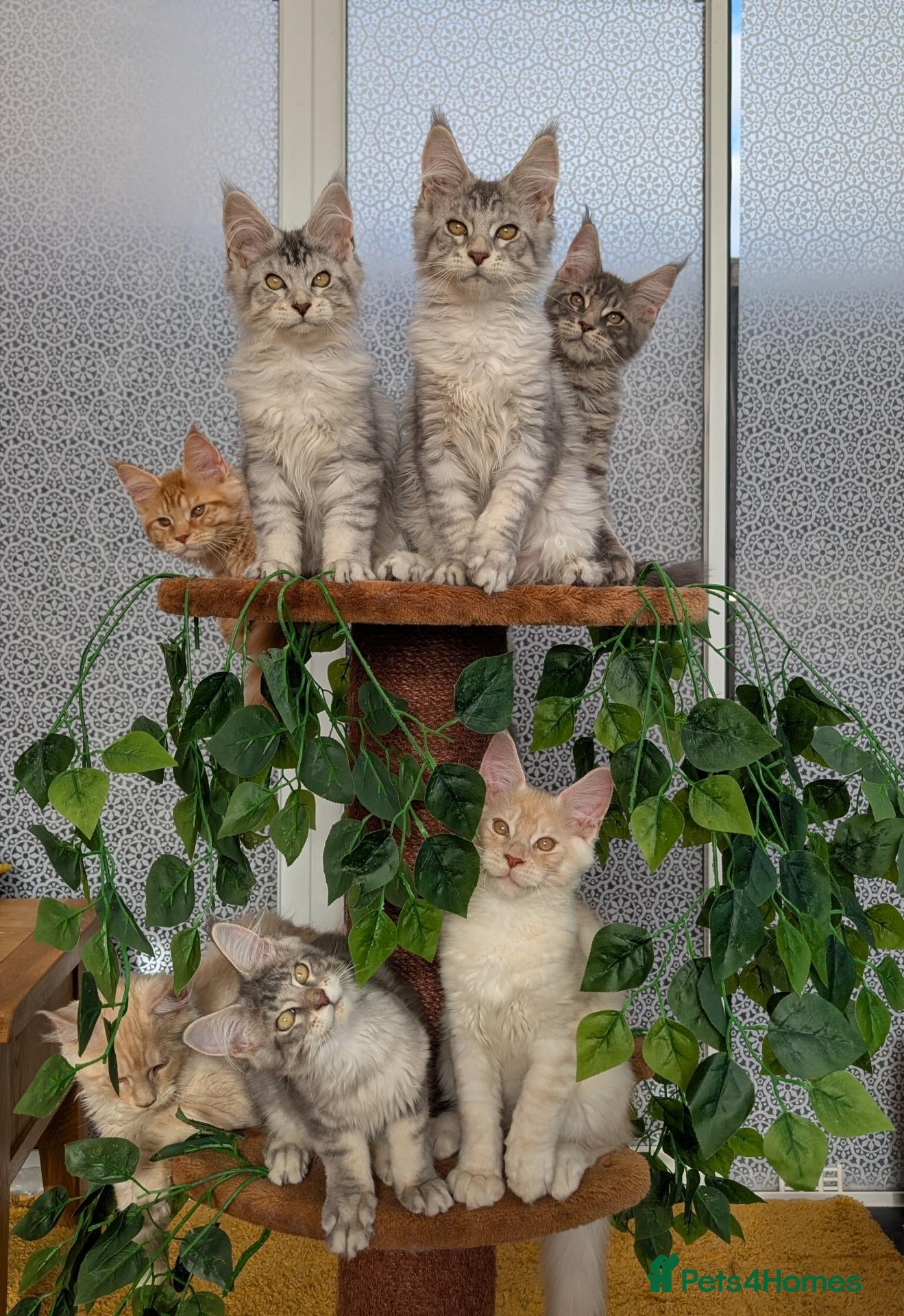 Maine Coon cats Stunning Tica registered Maine coon kittens - Advert 1