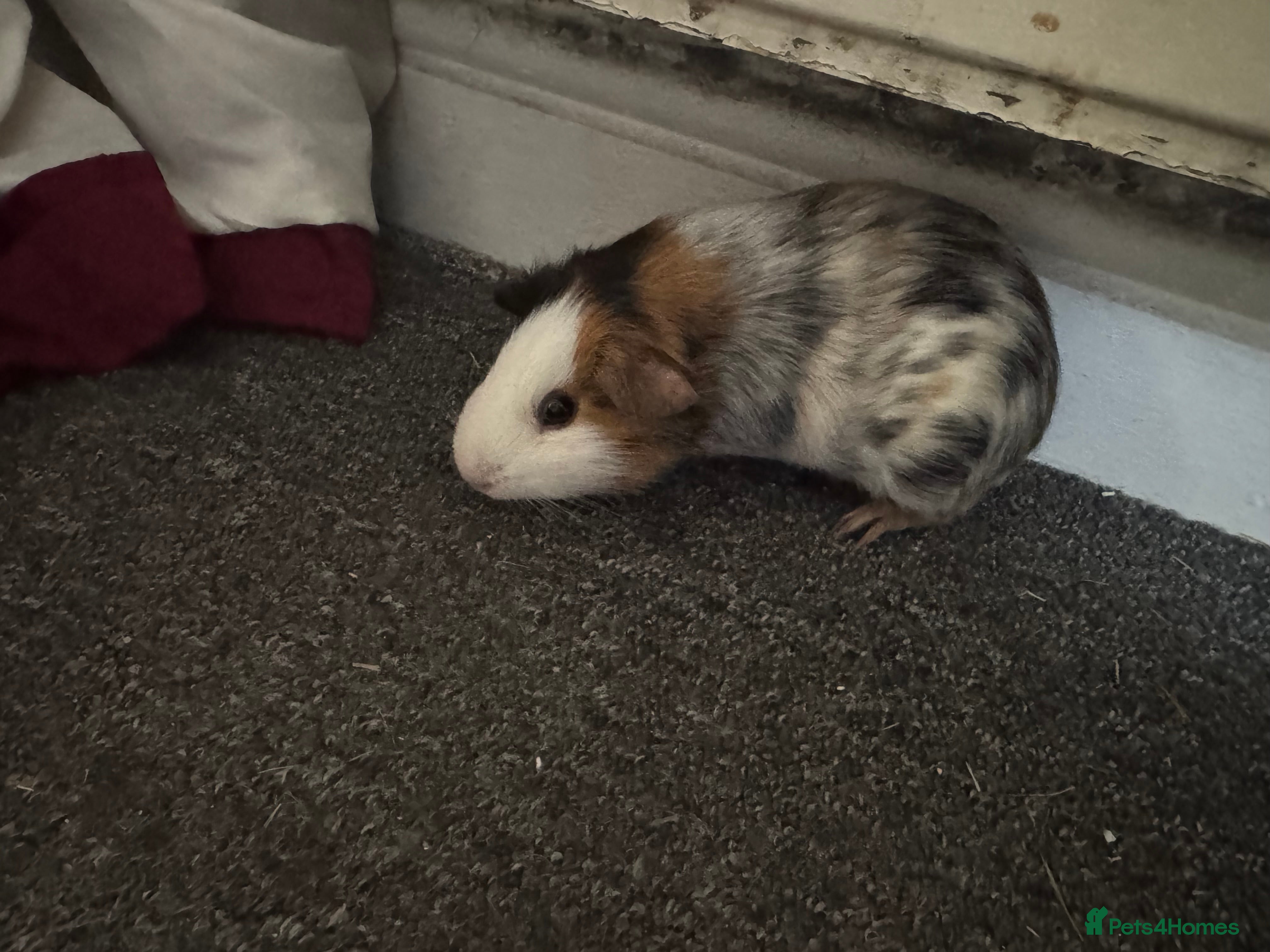 Guinea Pig rodents Two male guinea pigs - Advert 13