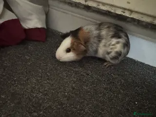 Guinea Pig rodents Two male guinea pigs - Advert 14