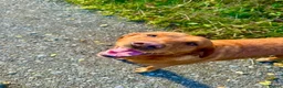 Labrador Retriever dogs for sale: Darkest mahogany fox red labrador puppies for sale - Advert 8