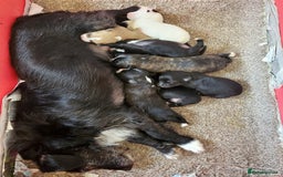 Jackapoo dogs for sale: Super Cute Jackapoo babies - Image 13