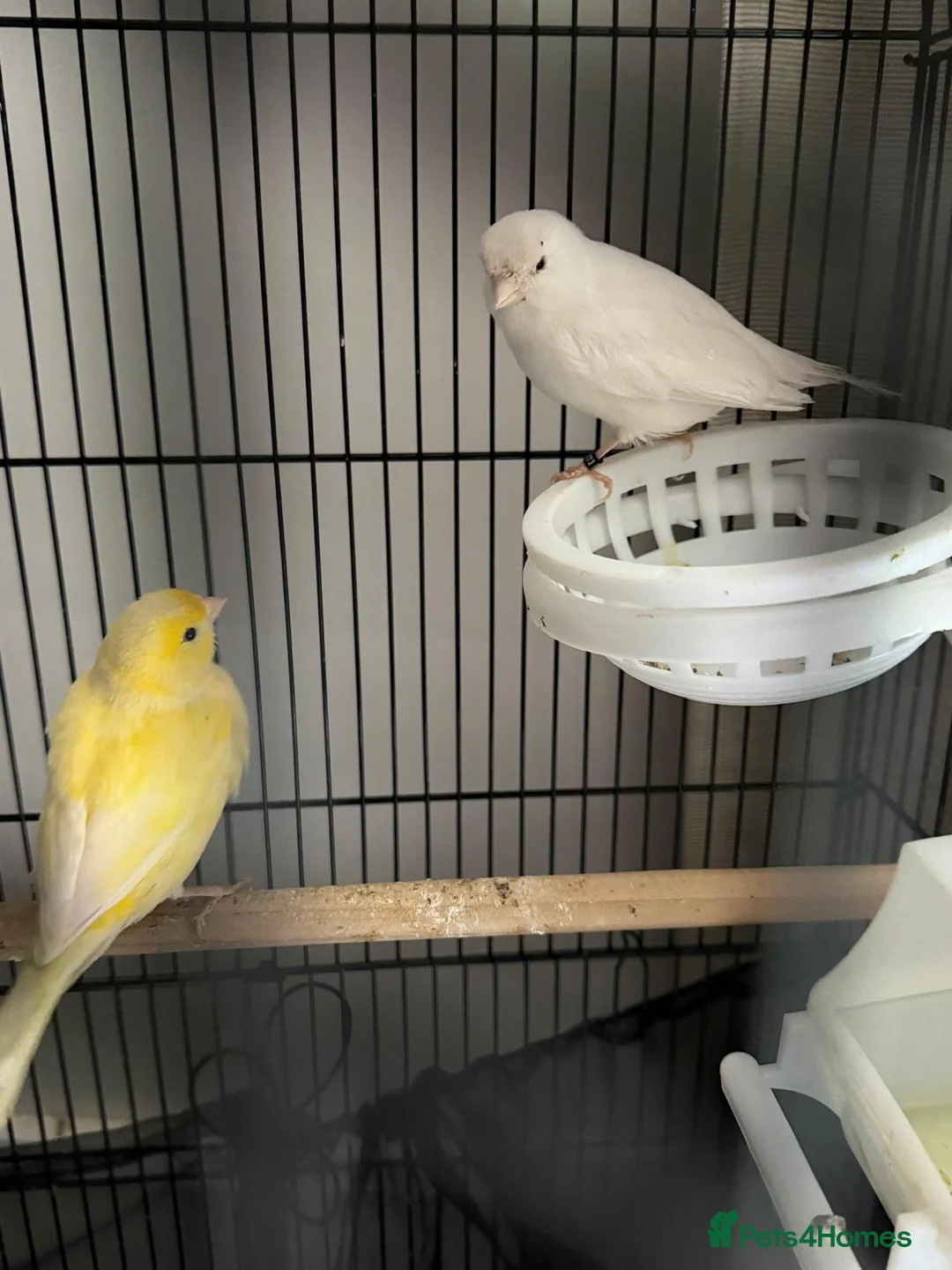 Canaries birds for sale: Canary  in Swindon - Advert 2