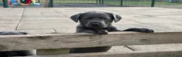 Labrador Retriever dogs for sale: Gorgeous, Chunky KC Labs - Advert 18