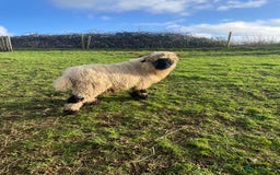 Sheep livestock for sale: 2 x Swiss Valais Blacknose Sheep wethers - Advert 2