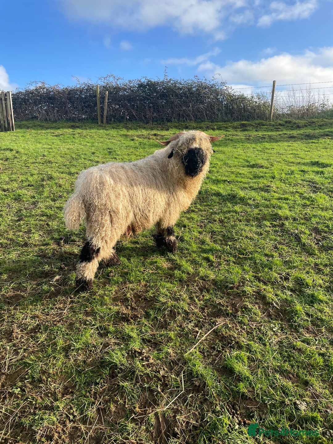 Sheep livestock for sale: 2 x Swiss Valais Blacknose Sheep wethers - Advert 2