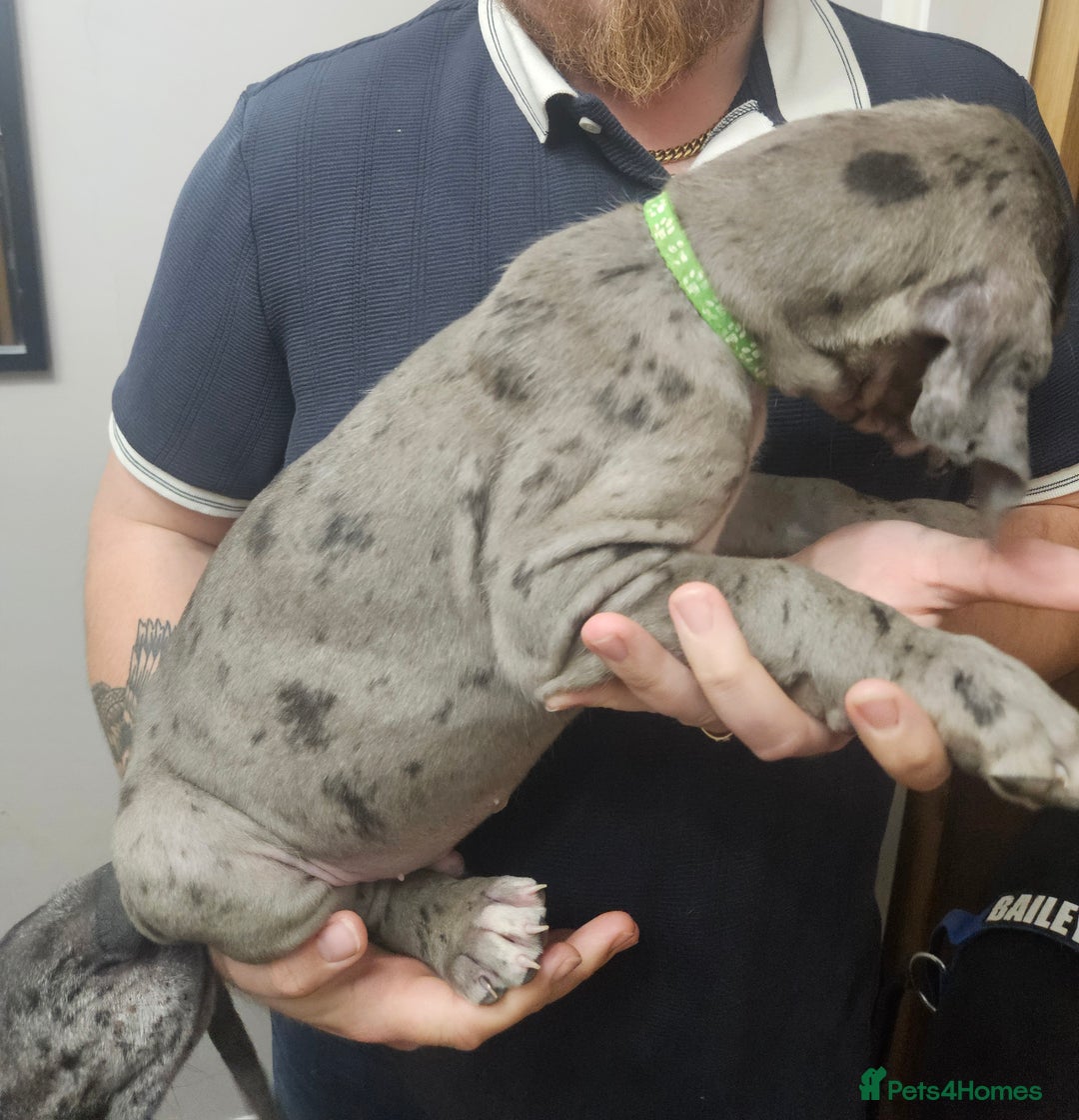 Great Dane dogs for sale: Great dane puppies  - Image 39