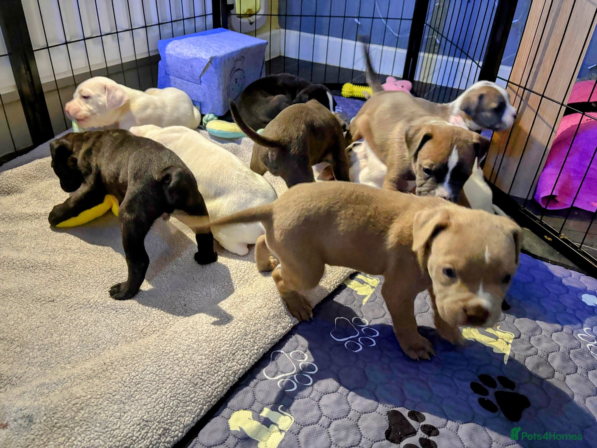 Mixed Breed dogs NEW VIDEOS ADDED Cane corso/Ambull/Amstaffpuppies  - Advert 15