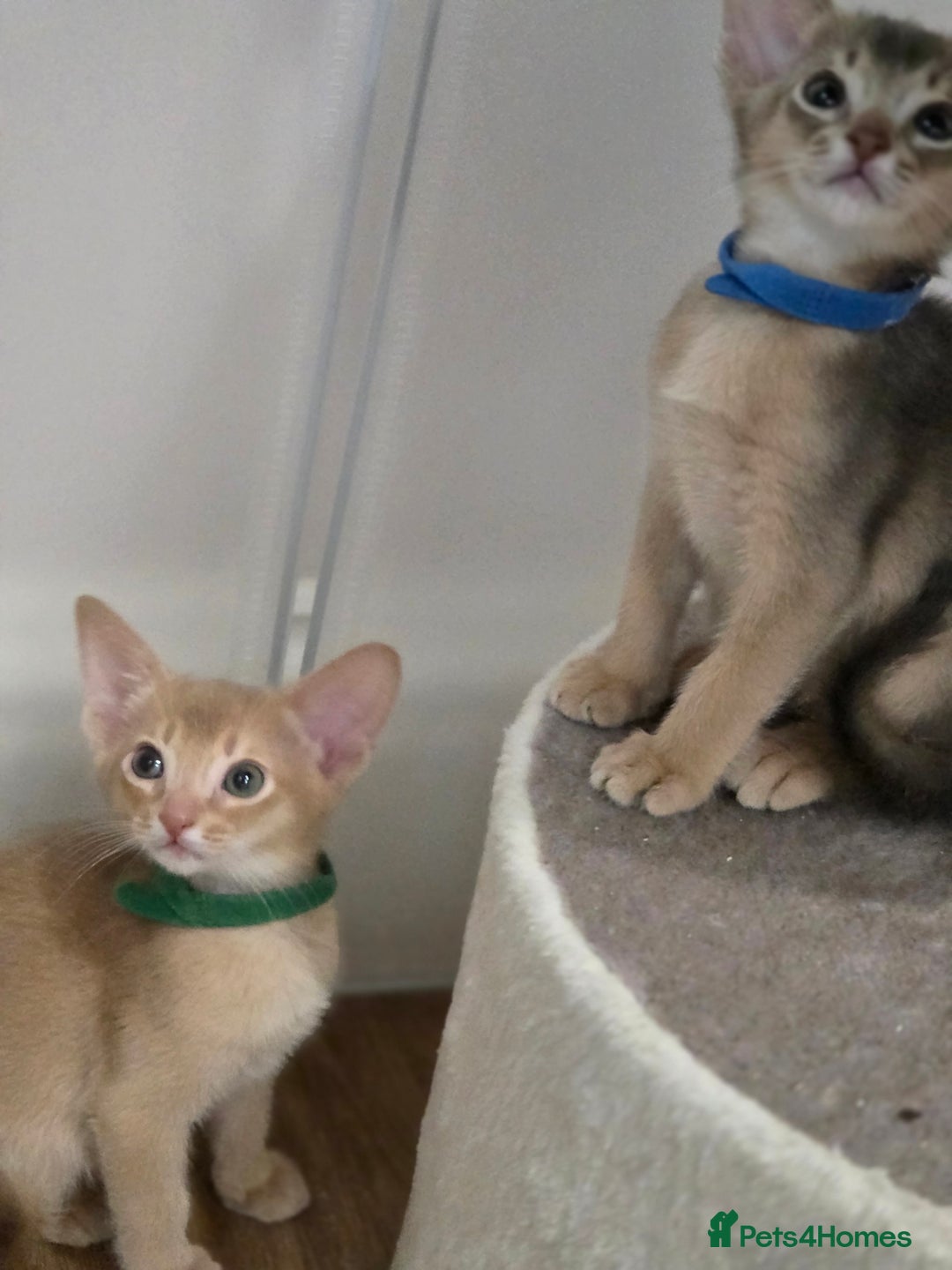 Abyssinian cats for sale: Gorgeous Tica  Abyssinian Kittens  - Advert 10