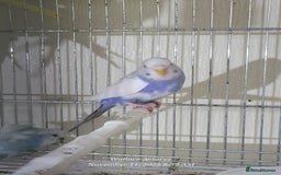 Budgerigars birds for sale: Lovebirds and budgies  - Image 2