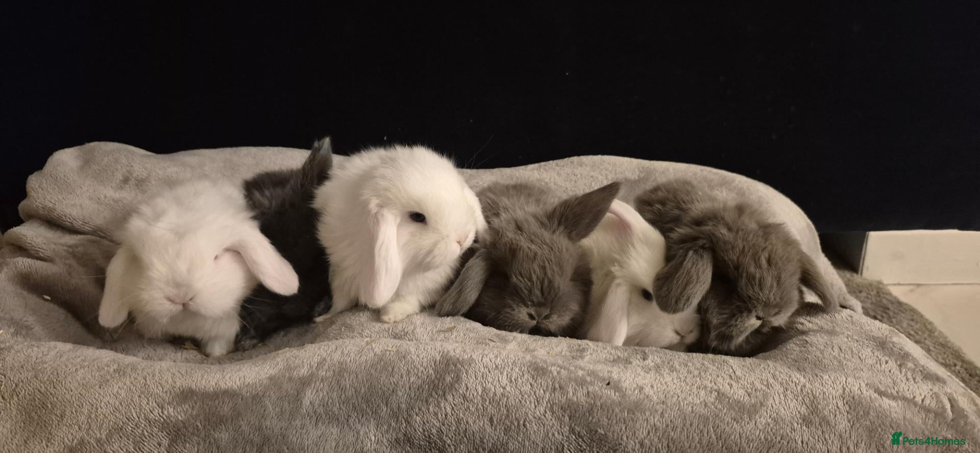 Mini Lop rabbits Gorgeous Mini Lop Adult Does Available - Advert 21