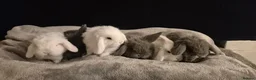 Mini Lop rabbits for sale: Gorgeous Mini Lop bunny available - Advert 3