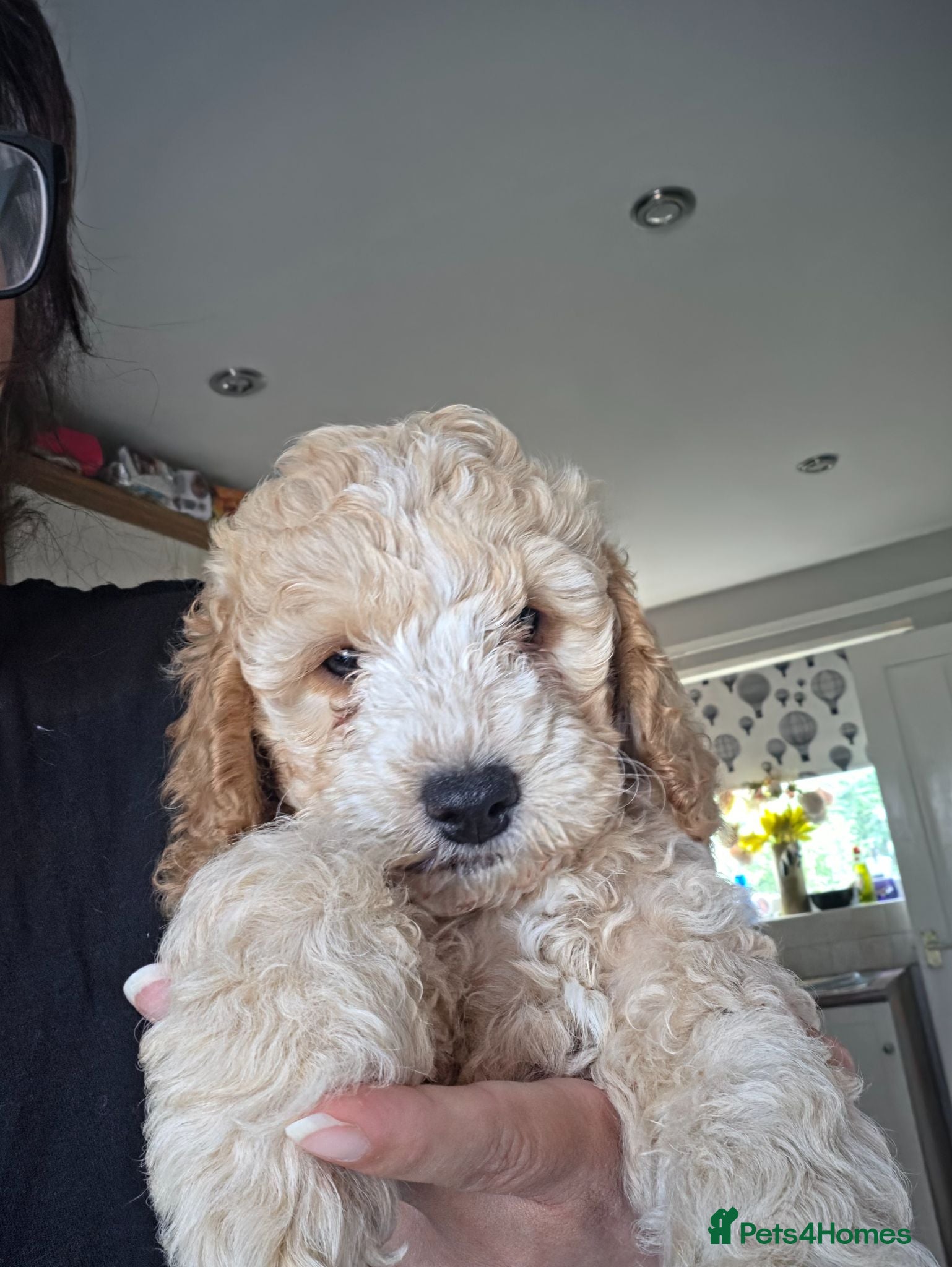 Cockapoo dogs READY TUESDAY 28TH! Health tested F2 Cockapoo Pups - Advert 7