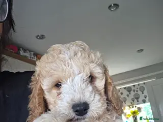 Cockapoo dogs READY TUESDAY 28TH! Health tested F2 Cockapoo Pups - Advert 7